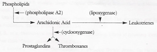 Arachidonic Acid Cascade Pathway